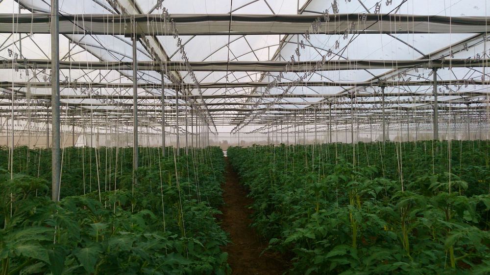 Greenhouse project by Avishkar Agribiz Pvt. Ltd.