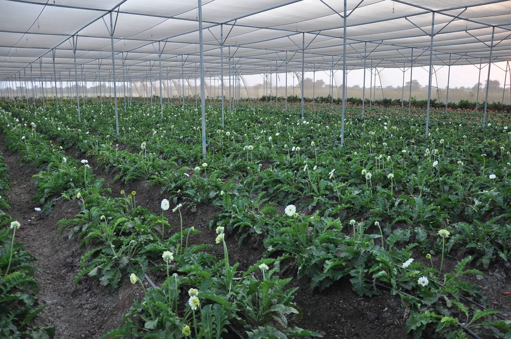 Greenhouse project by Avishkar Agribiz Pvt. Ltd.