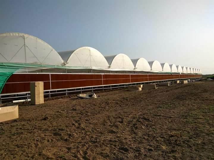 Greenhouse project by Avishkar Agribiz Pvt. Ltd.