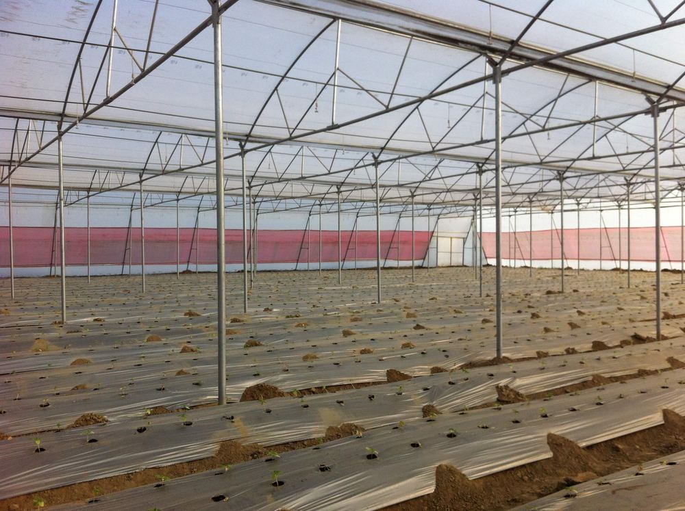 Greenhouse project by Avishkar Agribiz Pvt. Ltd.