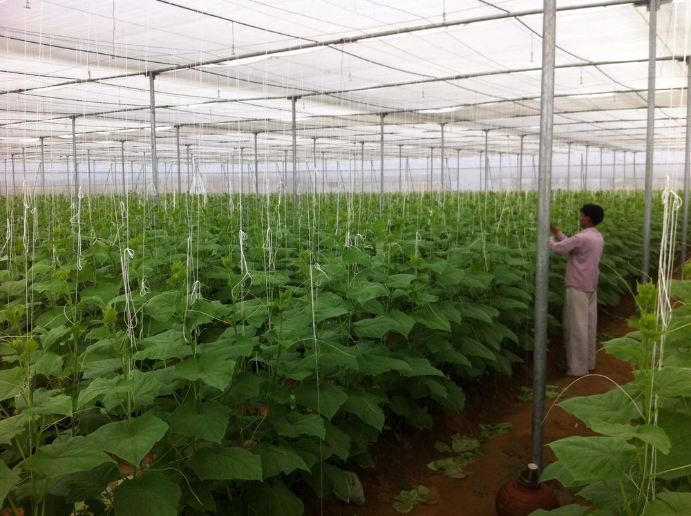 Greenhouse project by Avishkar Agribiz Pvt. Ltd.