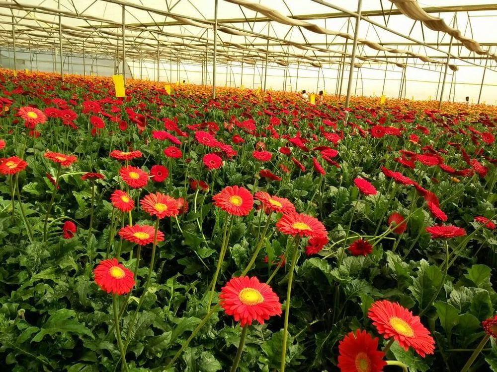 Greenhouse project by Avishkar Agribiz Pvt. Ltd.