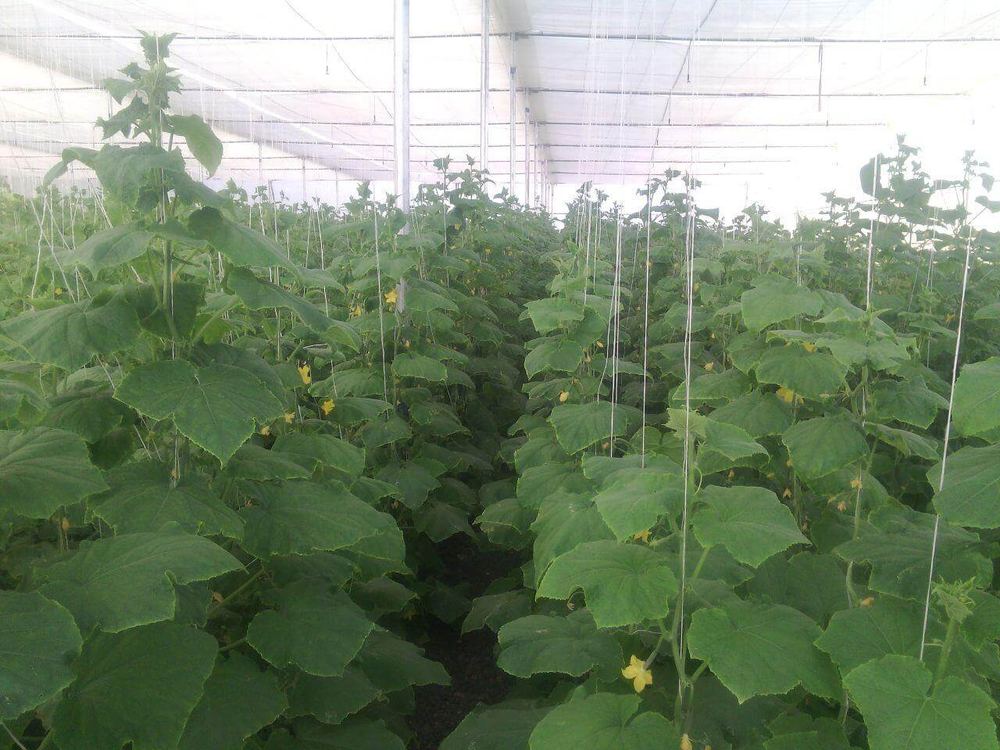 Greenhouse project by Avishkar Agribiz Pvt. Ltd.