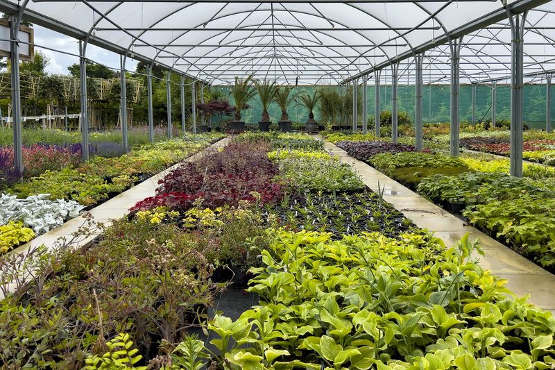 Seedlings raised inside an Avishkar Agribiz nursery structure